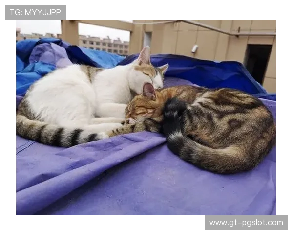 和对象一起畅玩手机小游戏，增进感情又娱乐，轻松享受二人世界的甜蜜时光